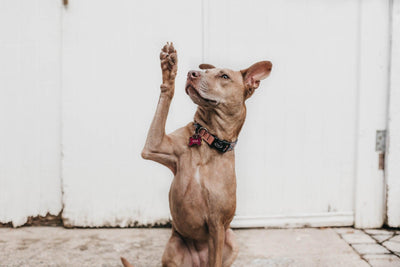 How To Stop Your Dog From Jumping On People