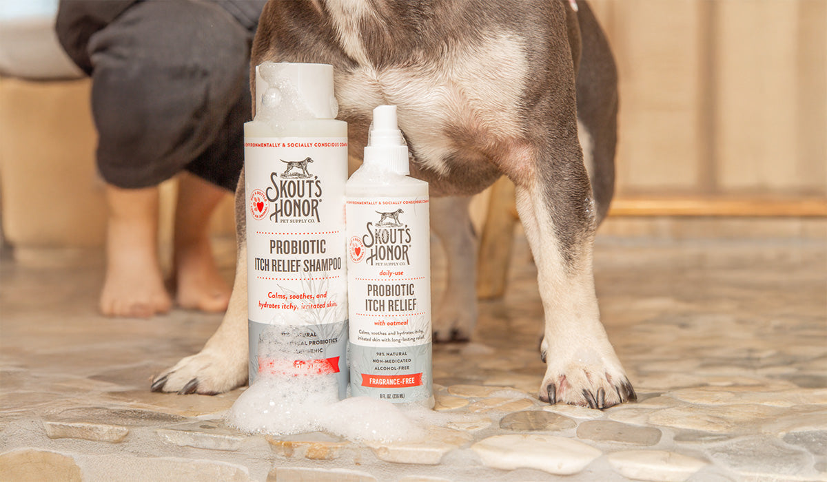 Dog getting a batch with shampoo bottles in the foreground