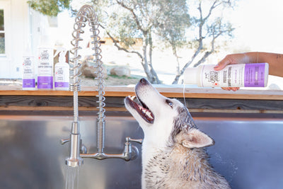 Keep Your Dog Healthy in Between Professional Grooming Visits | Skout's Honor