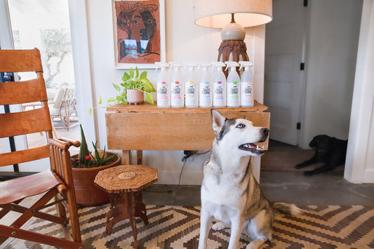 Keep Your Full Depawsit!  |  Expert Cleaning Tips For Pet-Parent Home Renters - Skout's Honor