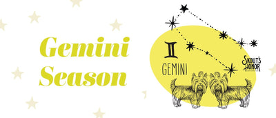 Pet Horoscopes: Gemini Season Brings Mercury Retrograde Along With It