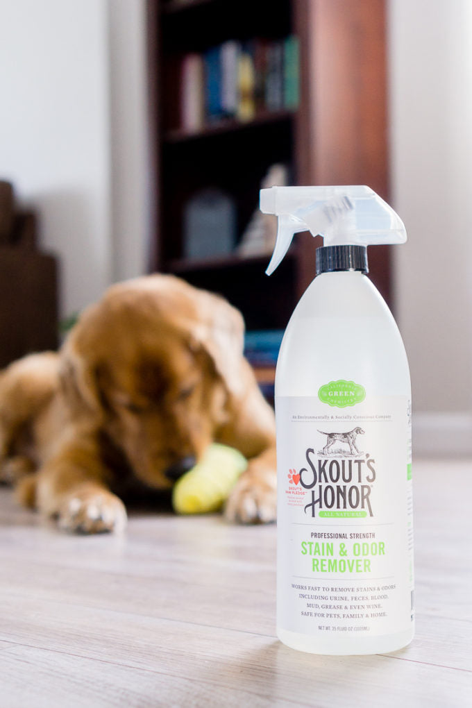 Puppy resting on carpet treated with Skout's Honor dog stain and odor remover