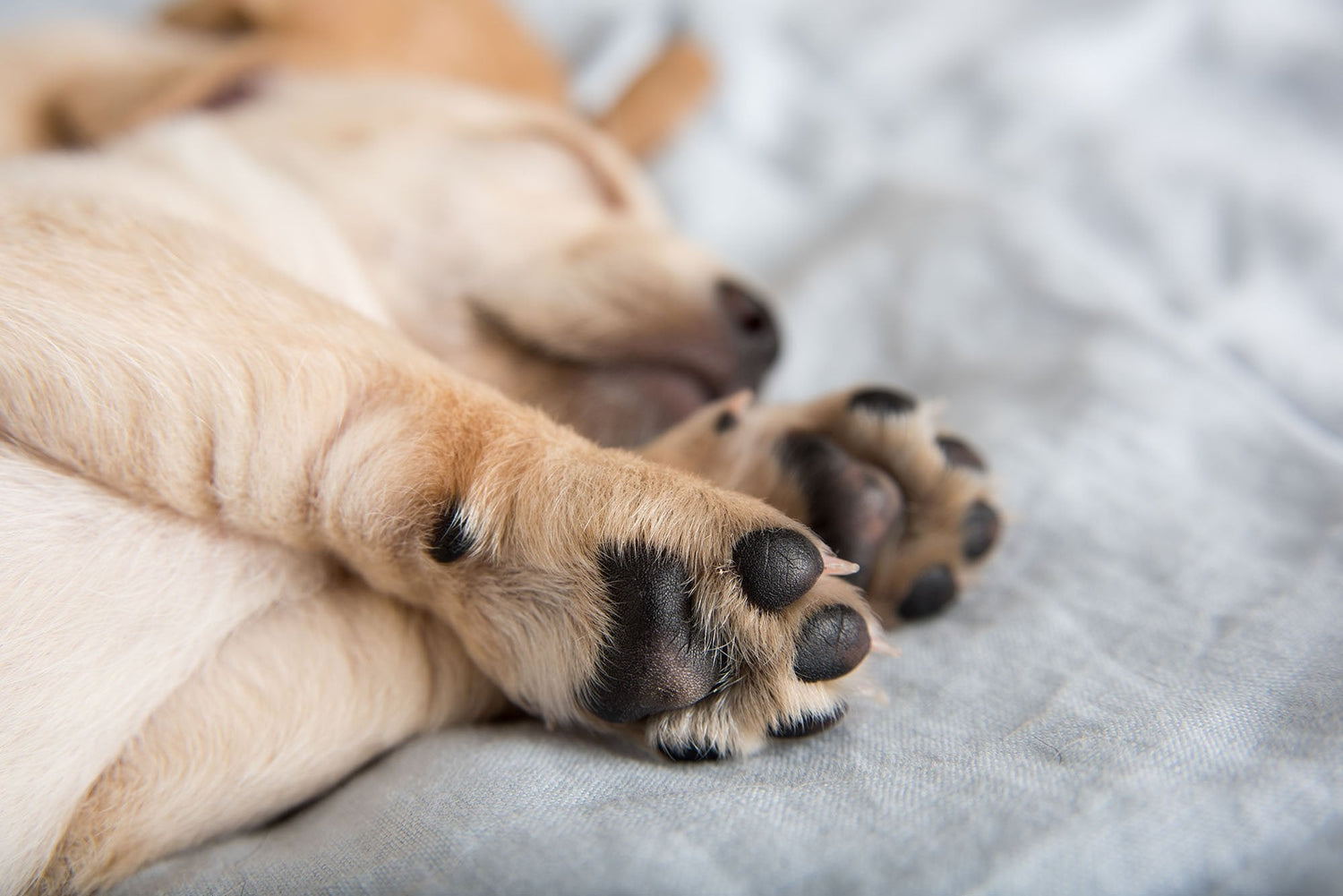 Should I Be Cleaning My Dog’s Paws? What To Know | Skout's Honor