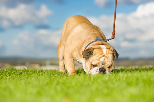 Why Do Dogs Eat Their Own Poo? (Cuz Eww, Gross)