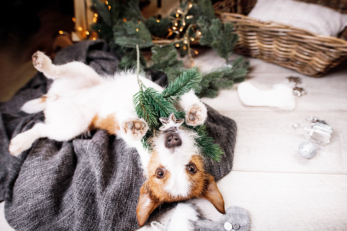 Holiday Safety Tips for Your Furry Friends!