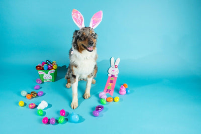 So You Want to Have an Easter Egg Hunt with Your Dog?
