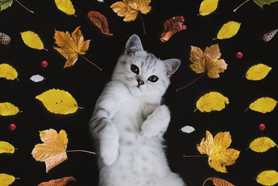 The Most Common Cat Allergies