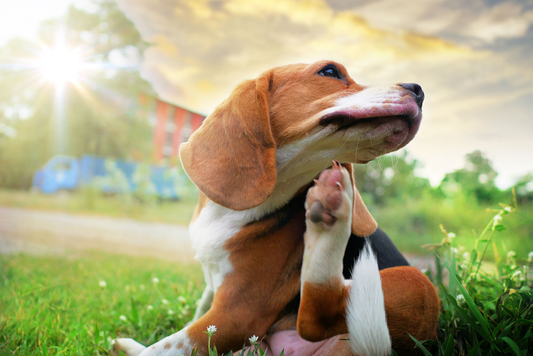 Ways to Help Your Itchy Dog | Skout's Honor