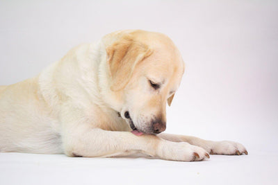 Why Do Dogs Lick Their Paws?
