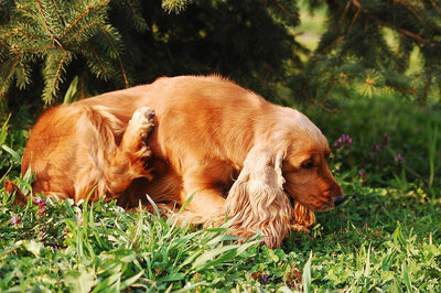 Why Does My Dog Keep Scratching and Biting?