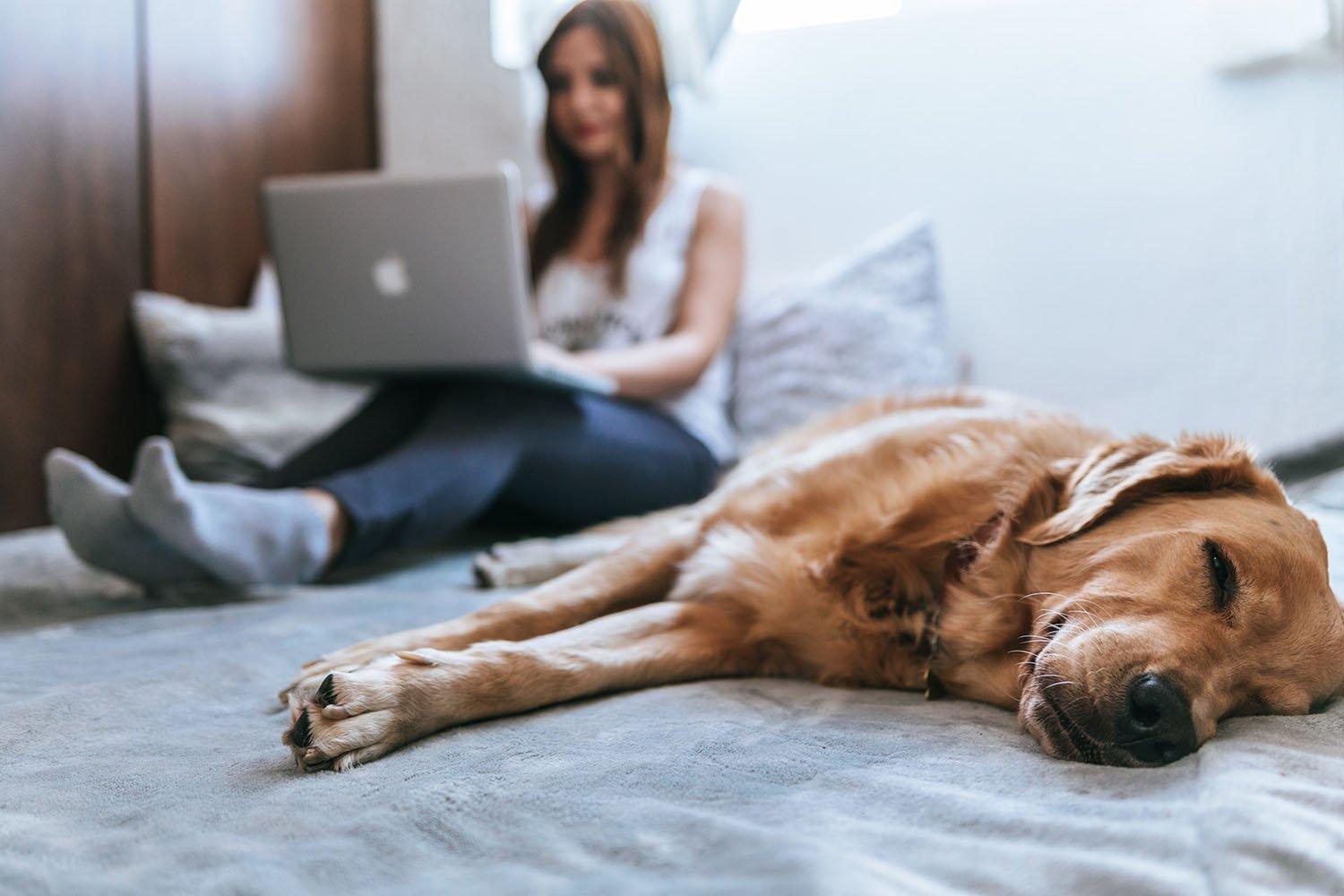 Working From Home With Pets: How It Benefits Your Work and Your Health | Skout's Honor