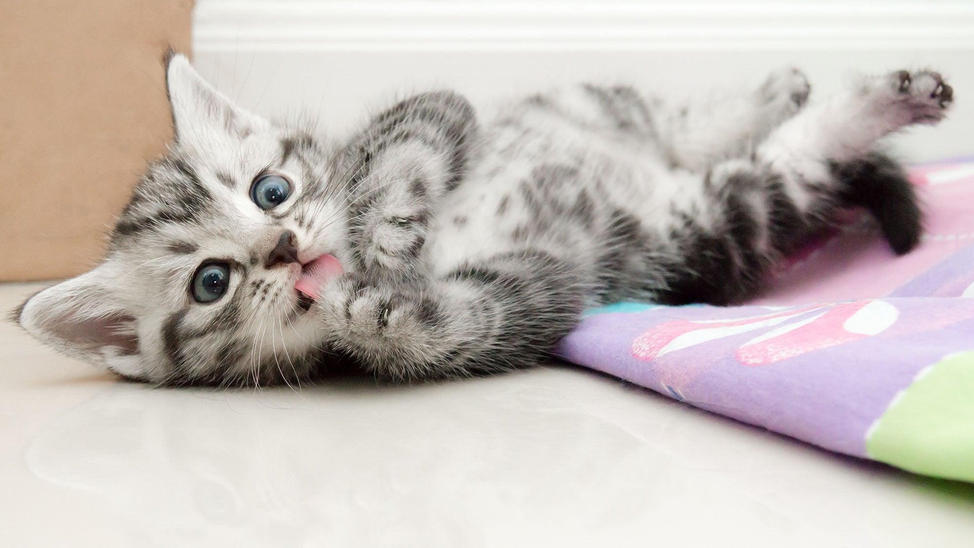 Your Guide to Dealing with Cat Hairballs | Skout's Honor