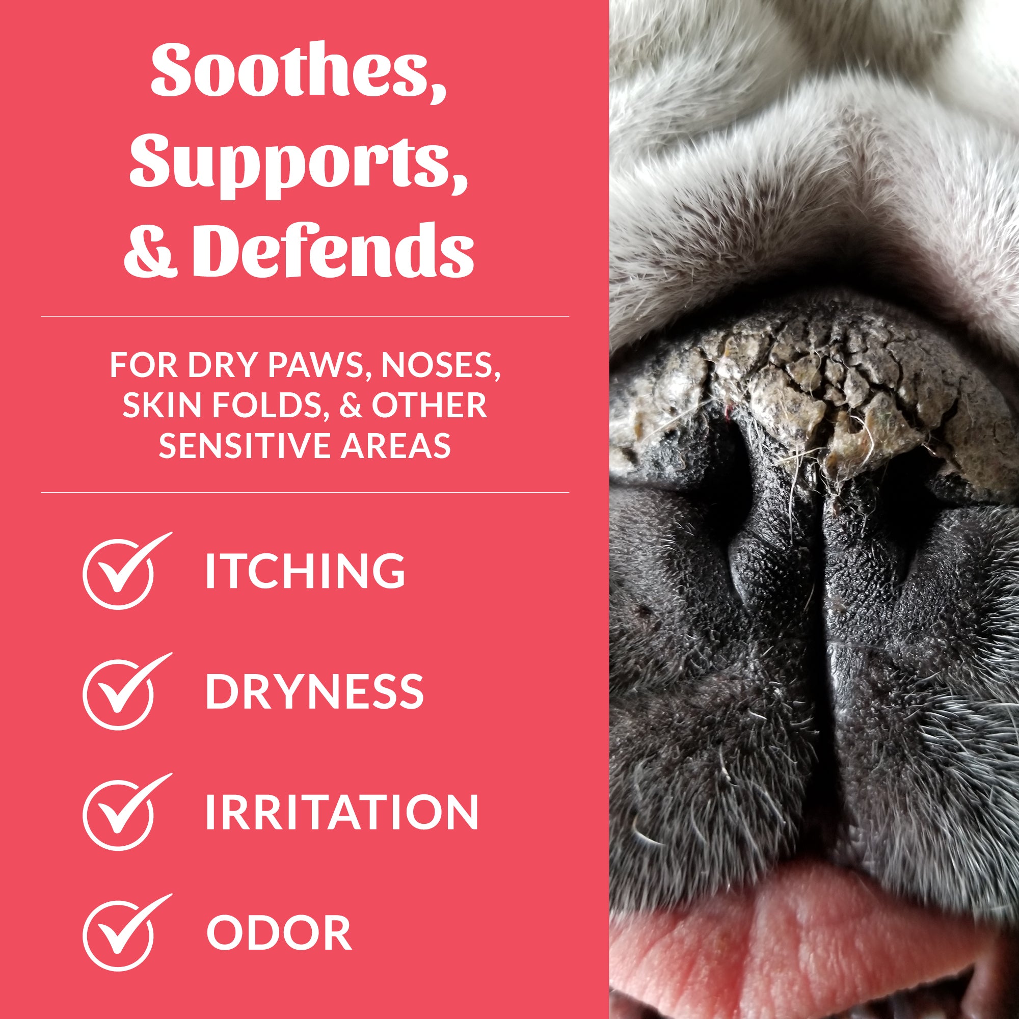 #pack_3-pack-mini-prebiotic-pet-balm