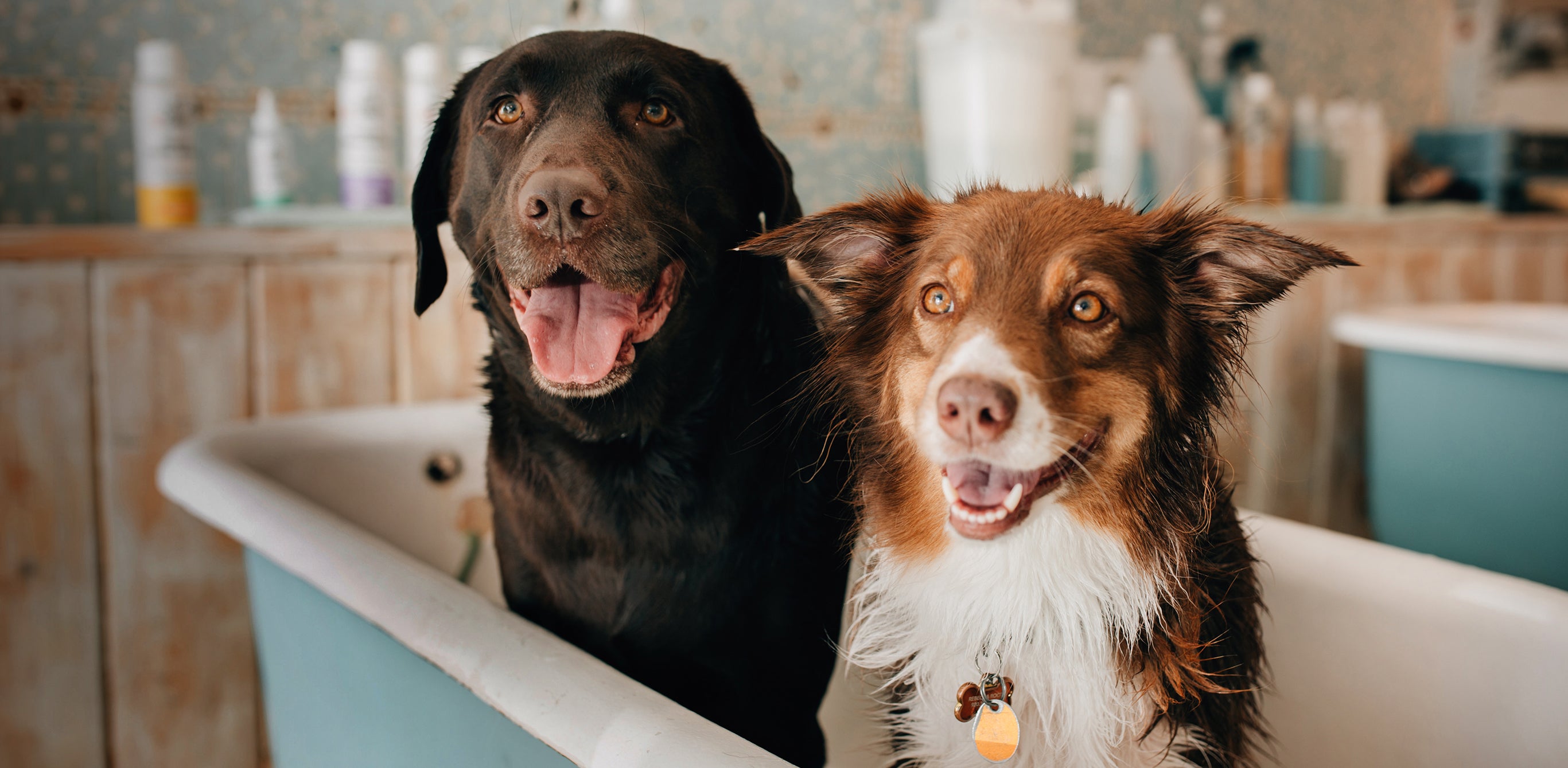 two dogs sitting in a bathub with skout's honor shampoo and conditioner on the back bar of a counter